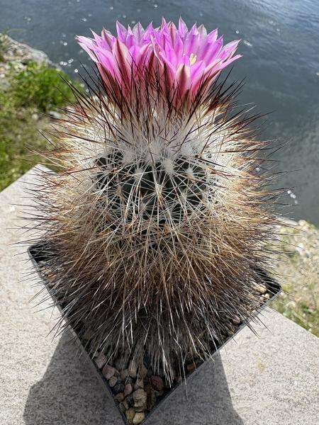 Gymnocactus beguinii